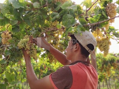 Farmer picking and harvesting grapes