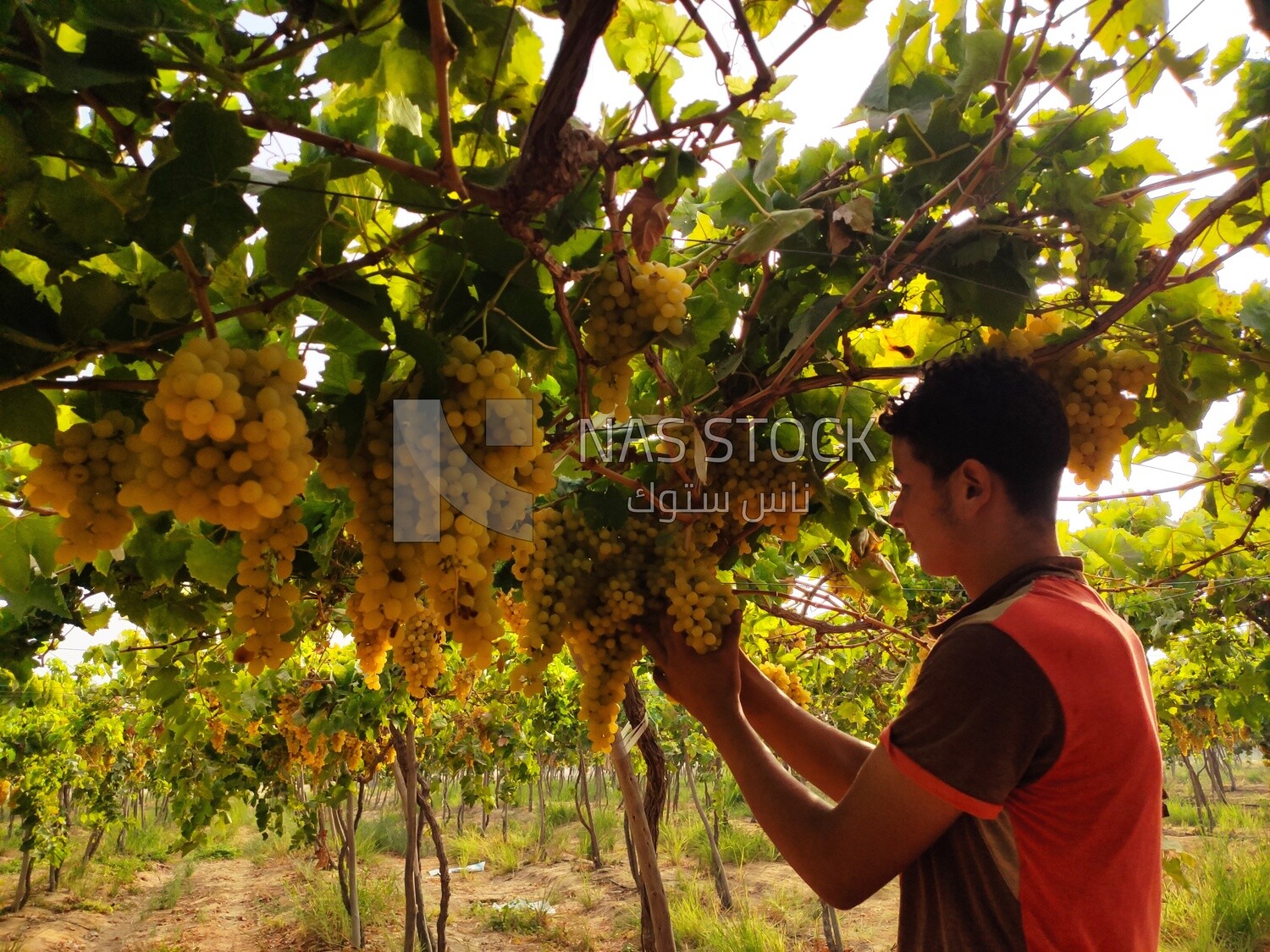 Farmer picking and harvesting grapes