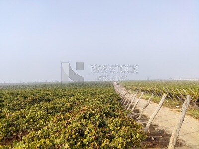 Agricultural landscapes &quot;vineyards&quot;