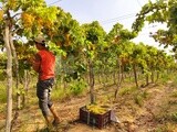 Farmer sorts and cleans the grapes and then puts them in boxes