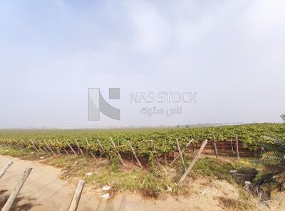 Picture of a vineyard in Egypt