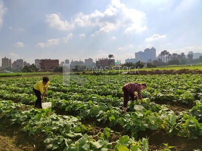 Two girls in the field harvesting the crop