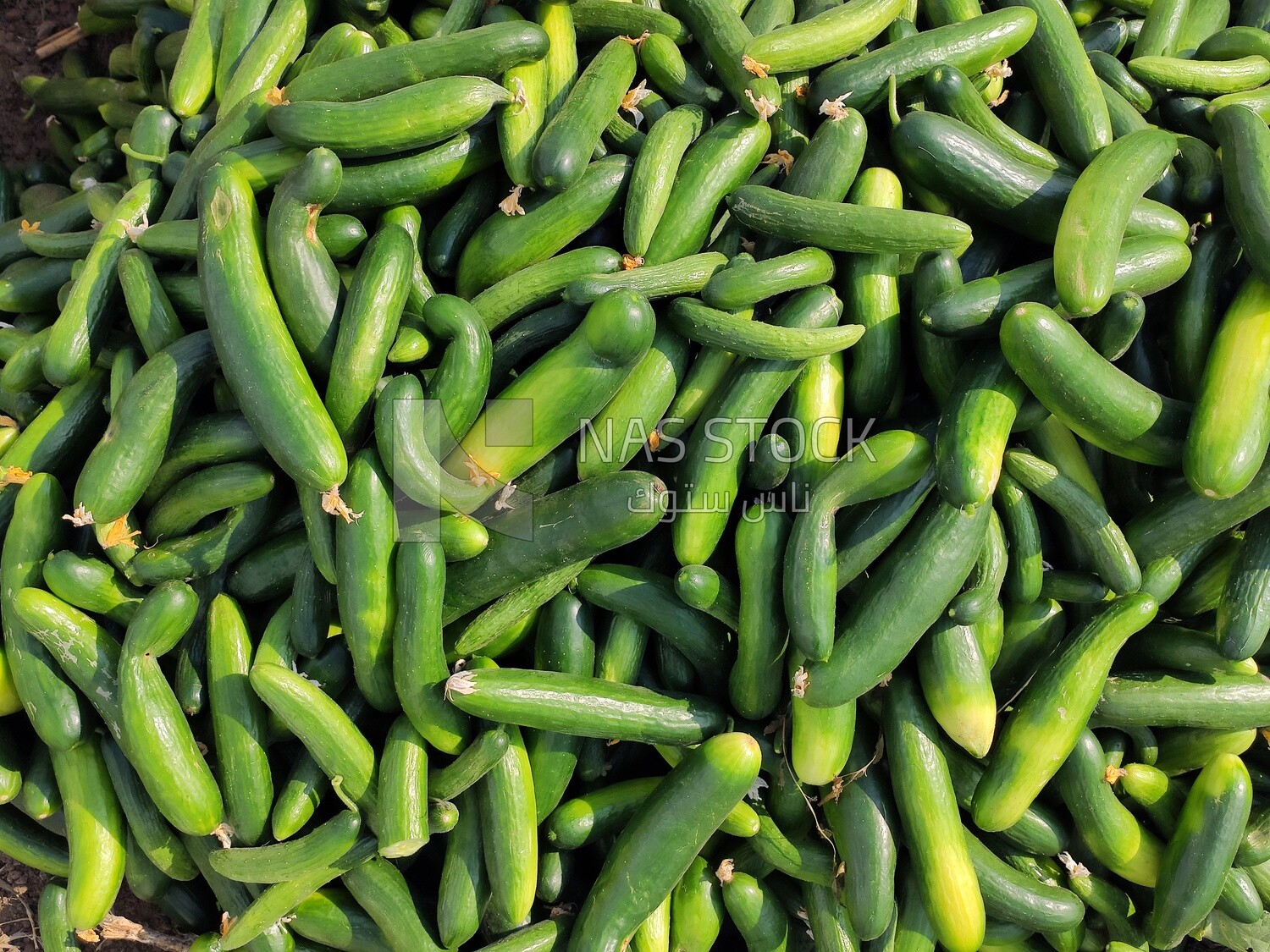 Close up of a large selection of cucumbers