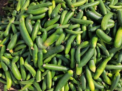 Close up of a large selection of cucumbers