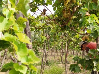 Farmer picking and harvesting grapes