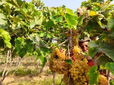 Trees of grapes on a farm