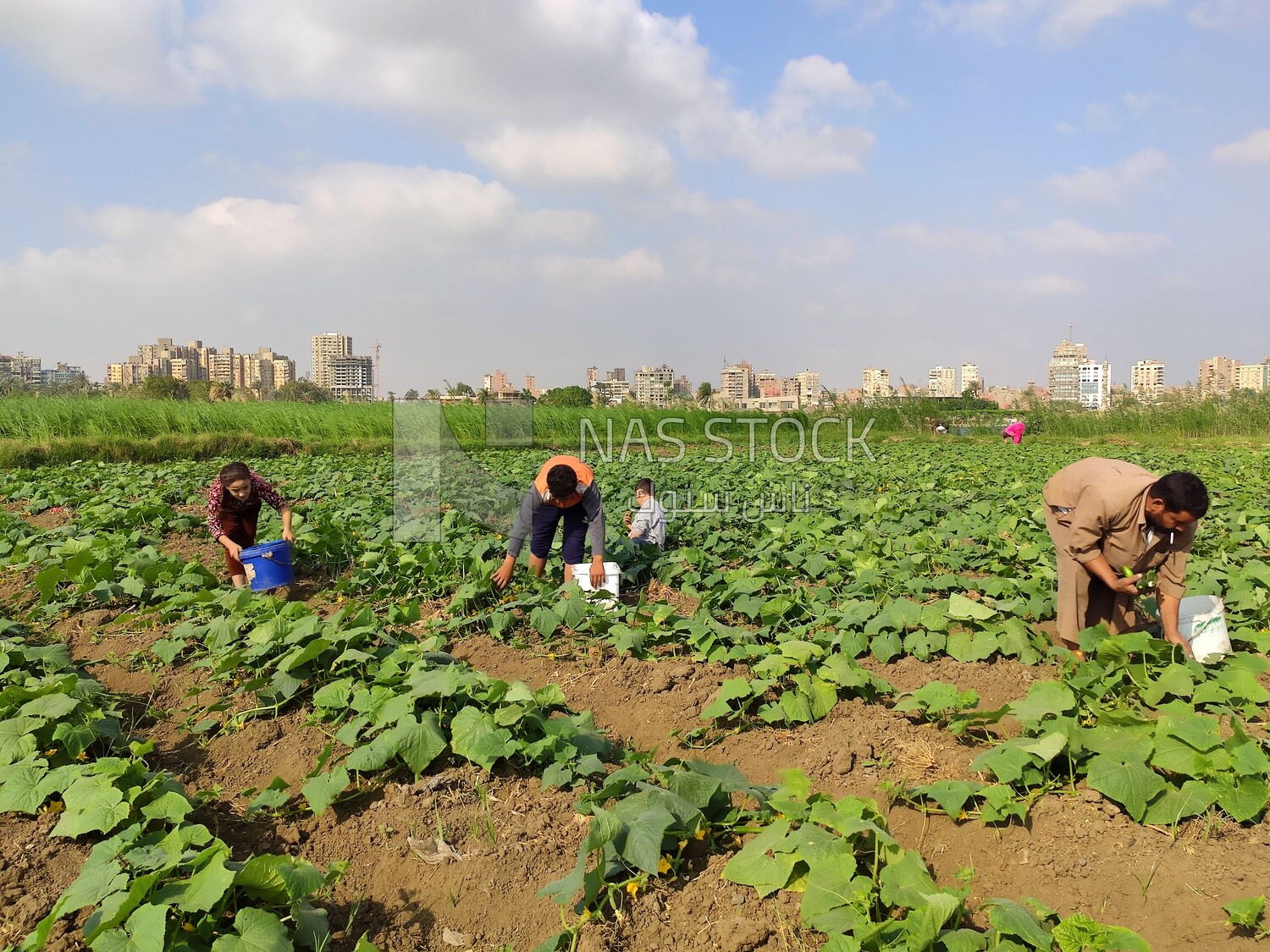 Children helping their father in harvesting agricultural land
