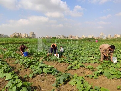Children helping their father in harvesting agricultural land