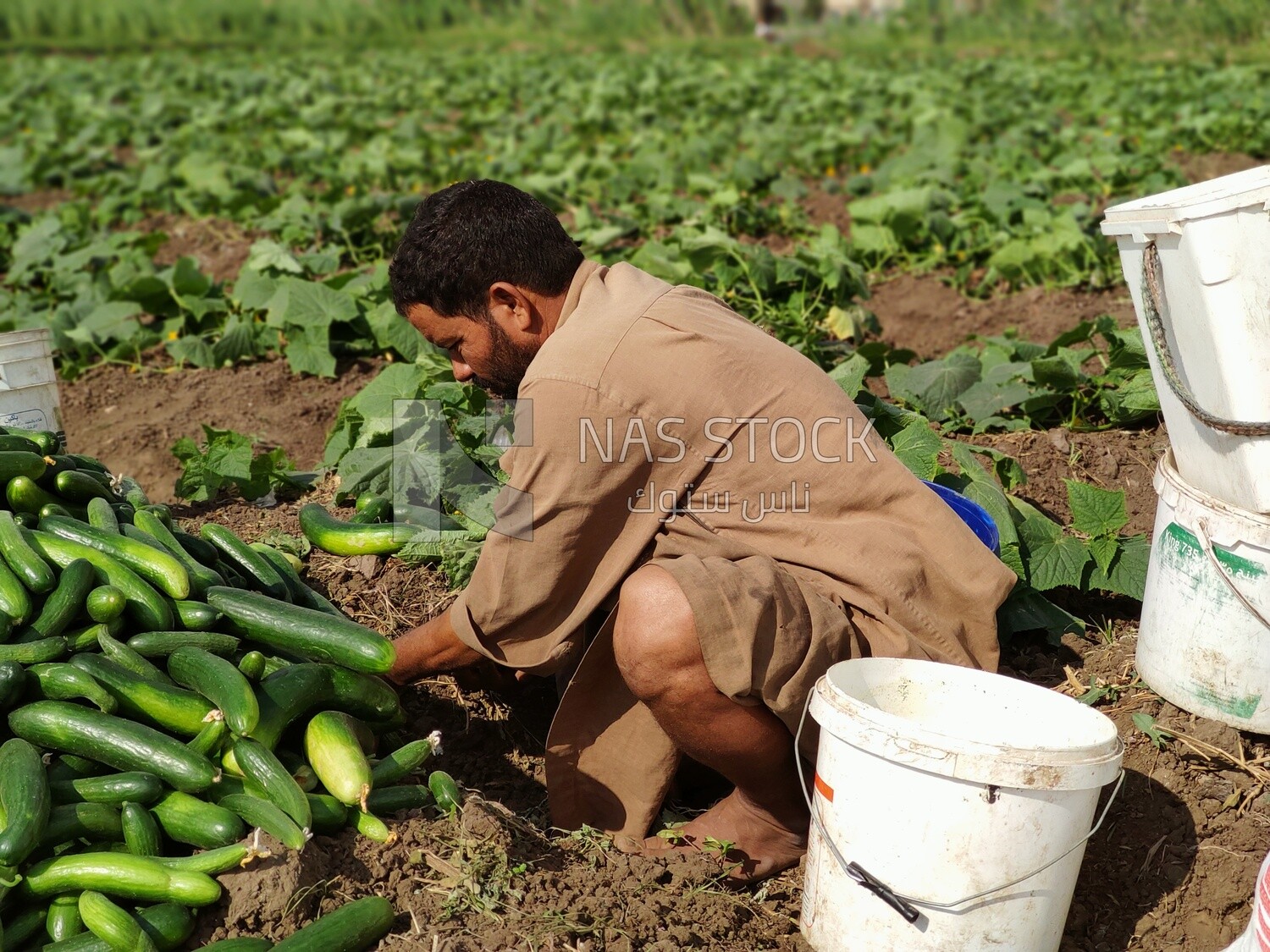 Egyptian farmer collects cucumbers from the farmland.