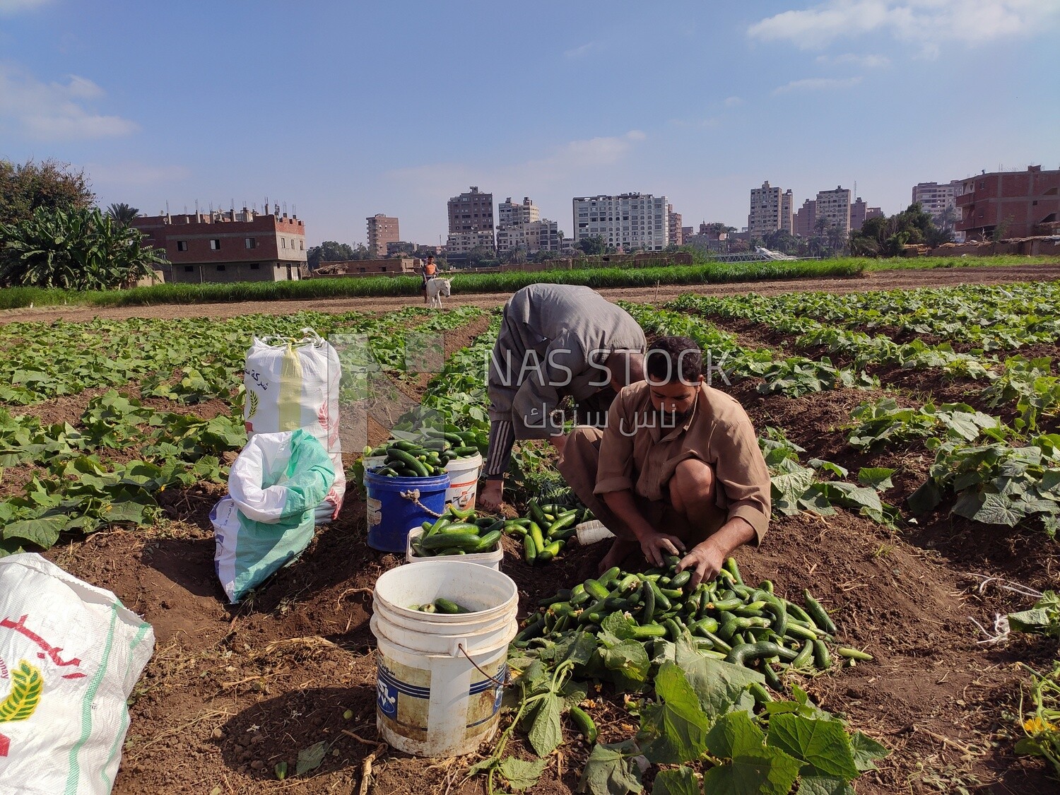 Farmer sorts cucumbers after harvesting them to ensure they are safe before selling them