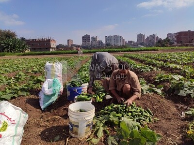 Farmer sorts cucumbers after harvesting them to ensure they are safe before selling them