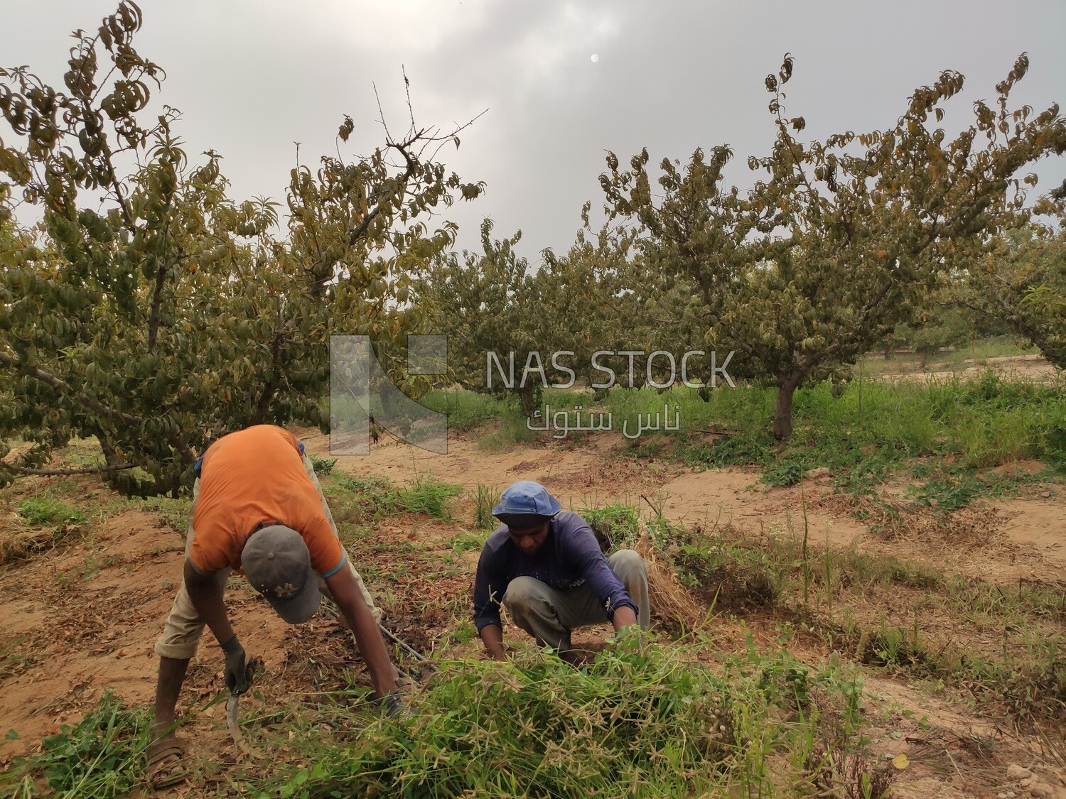 Two farmers remove weeds from the field