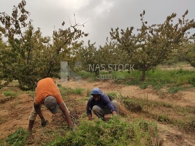 Two farmers remove weeds from the field