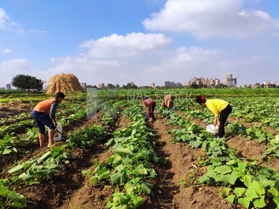 Agricultural land bearing ripe cucumbers