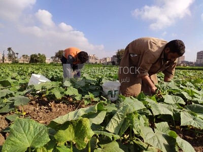 Farmer harvesting field