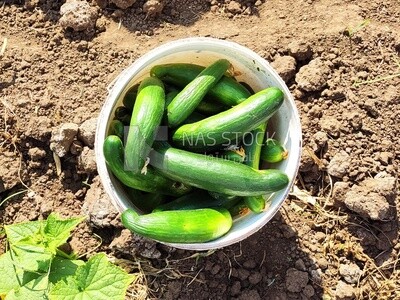 Cucumber in a box found in the field