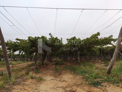 Rows Of Trellis Dried Vines