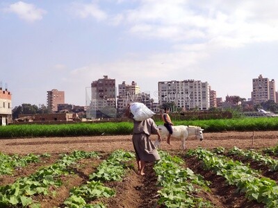 Farmer carrying a sack and walking in the field