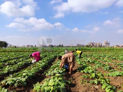 Family from rural Egypt harvesting cucumbers from agricultural land