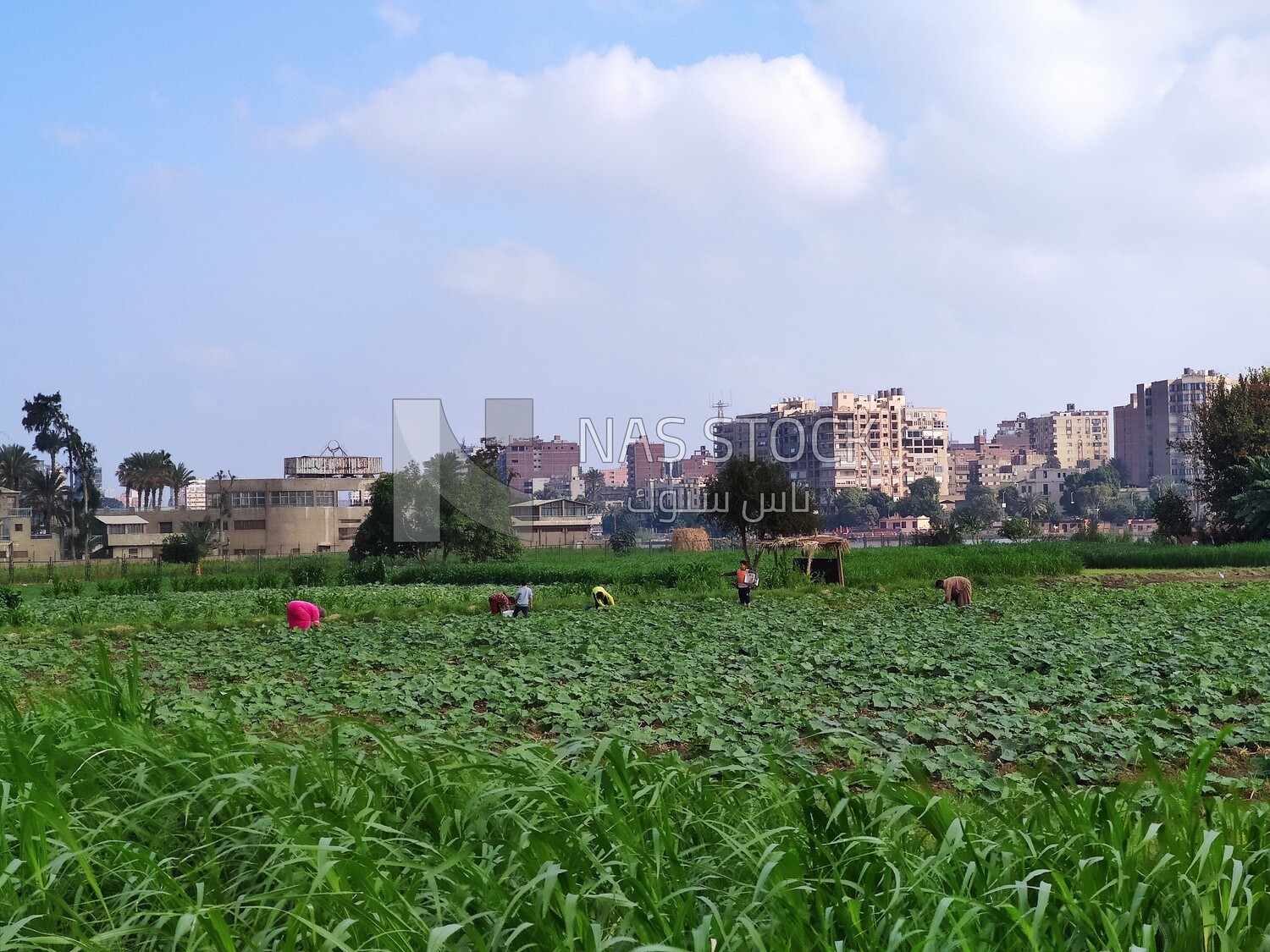 Green agricultural land thriving with plants