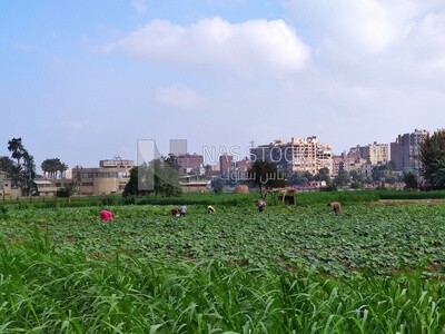 Green agricultural land thriving with plants