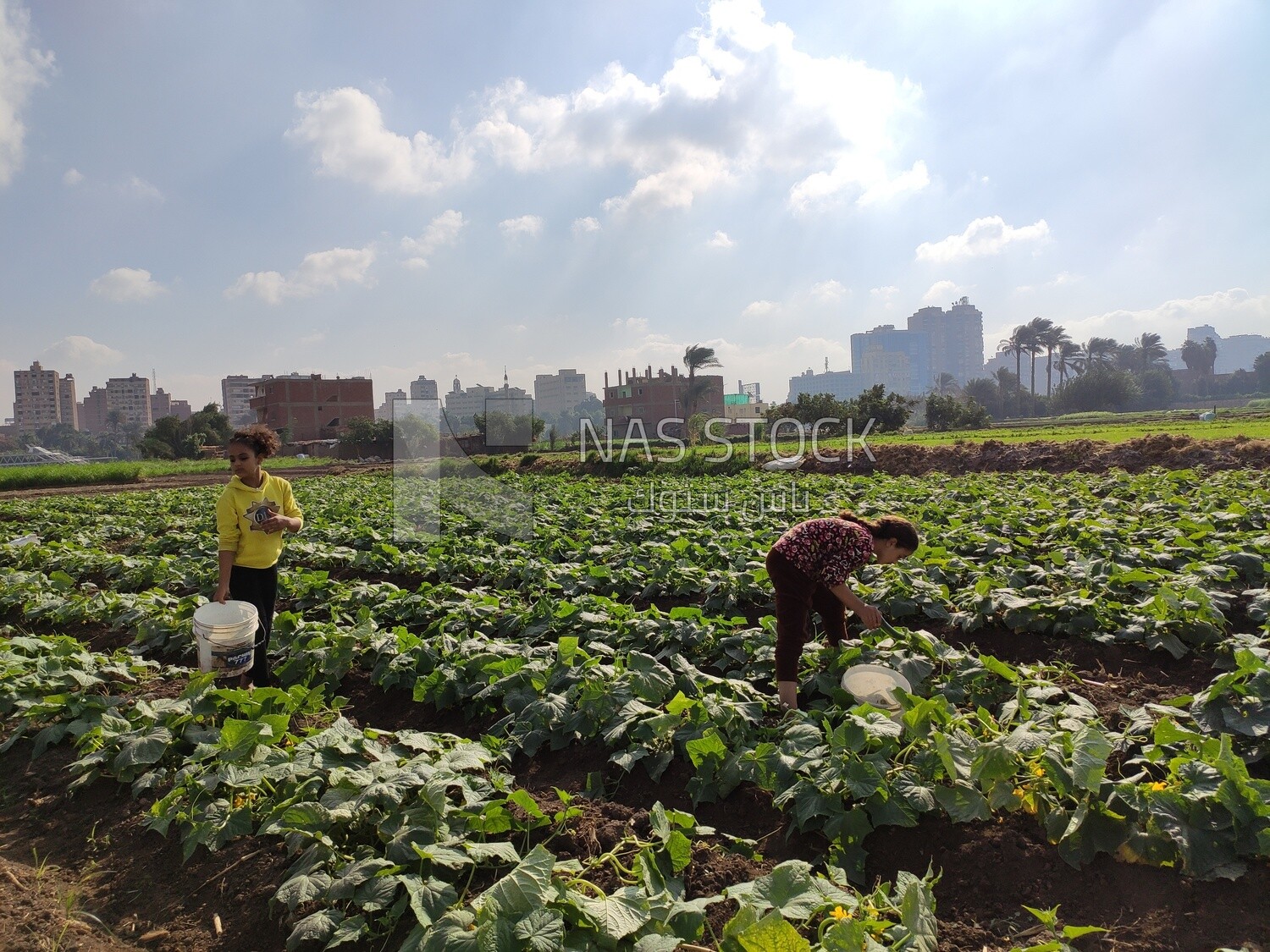 Two girls in the field harvesting the crop