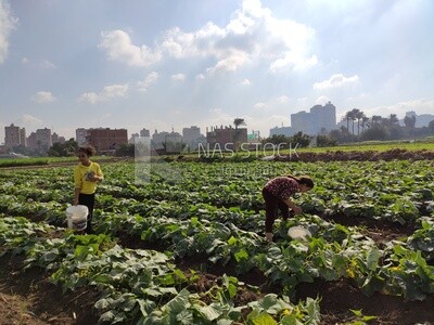 Two girls in the field harvesting the crop