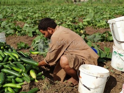 Egyptian farmer collects cucumbers from the farmland.