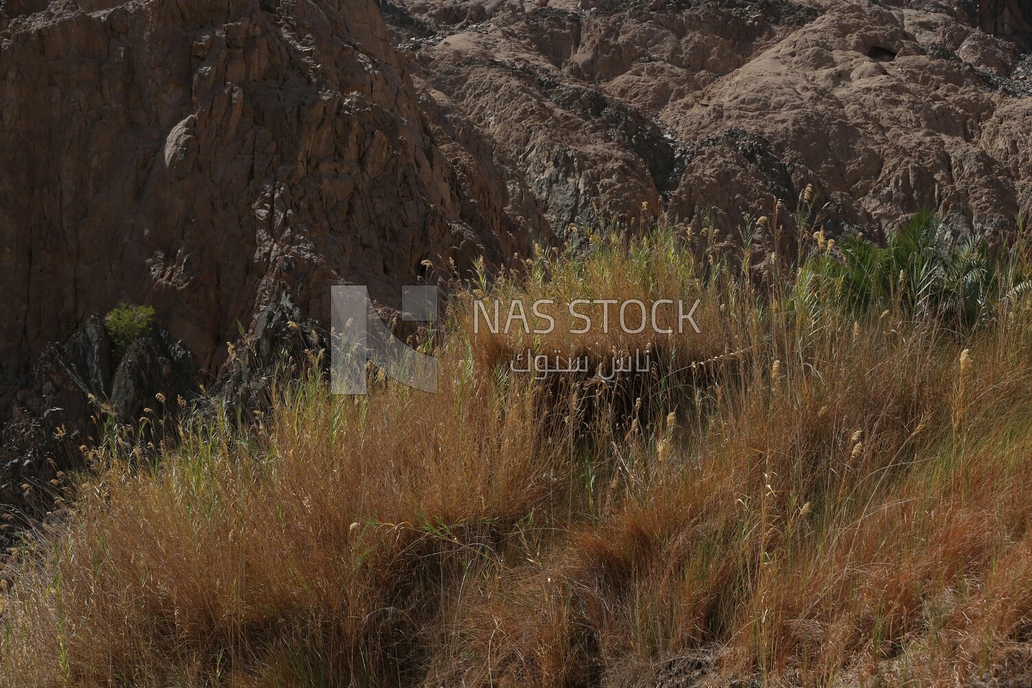 Landscapes, plants