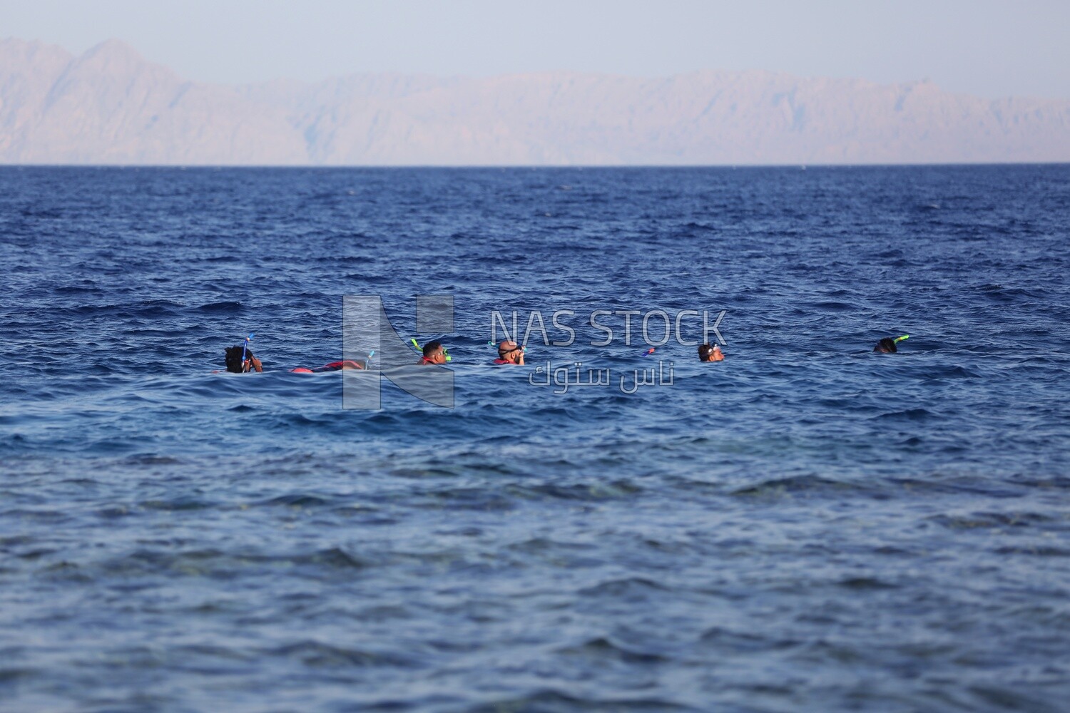 Group of young men wearing swimwear swimming in the sea, Red Sea, Egypt