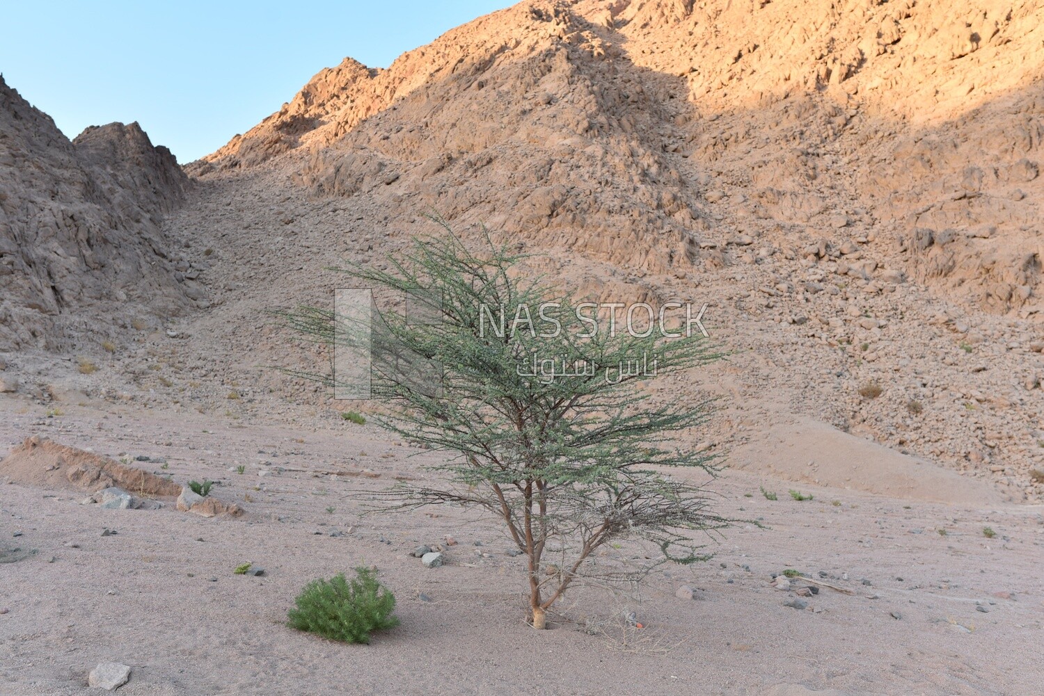 Desert plant