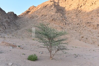 Desert plant