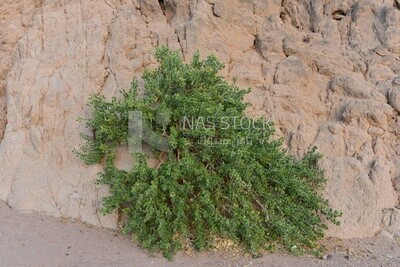 نبتة صحراوية تنبت بين صخور الجبل فى منظر طبيعى