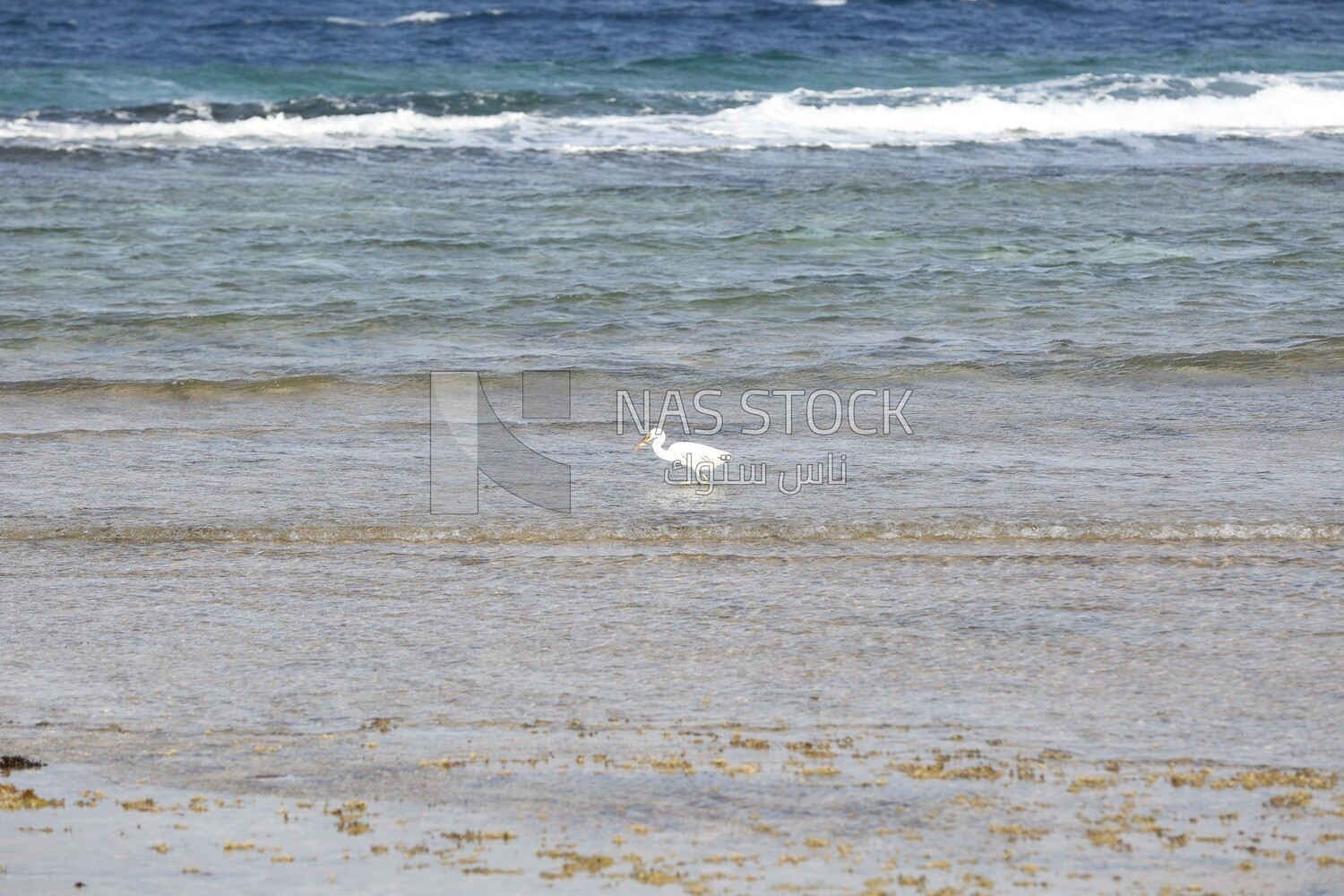White bird catching a fish