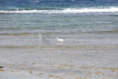 White bird catching a fish
