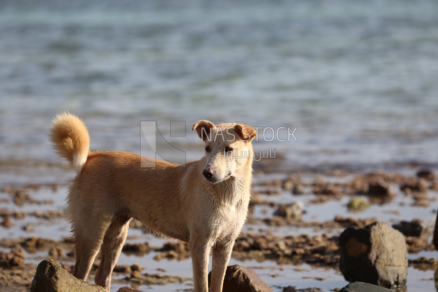 Cute dog standing on the seashore