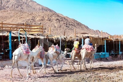 Two young men riding camels