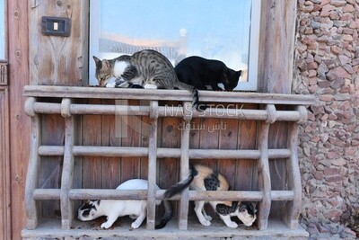 Group of cats eating in the street