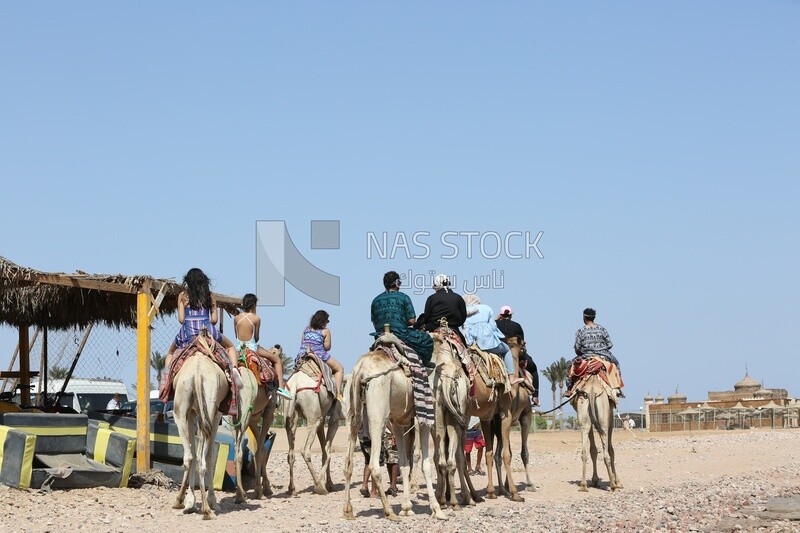 Group of tourists riding camels