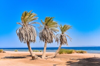 palm trees