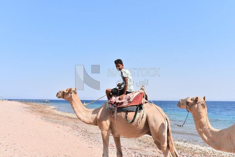 Teenage child rides a camel