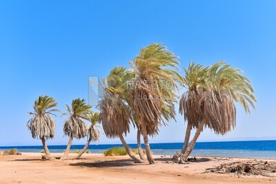 palm trees