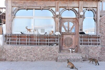 Group of cats eating in the street