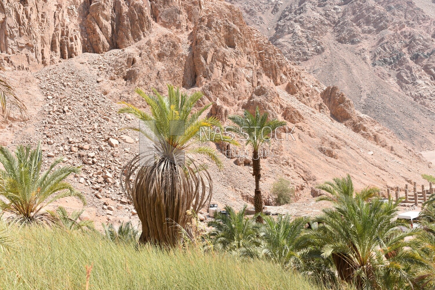 الطبيعة، واحة كيني، مصر، منظر طبيعي، واحة كيني، أشجار النخيل