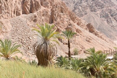 Nature, Oasis, Kini, Egypt, Landscape, oasis kini, palm trees