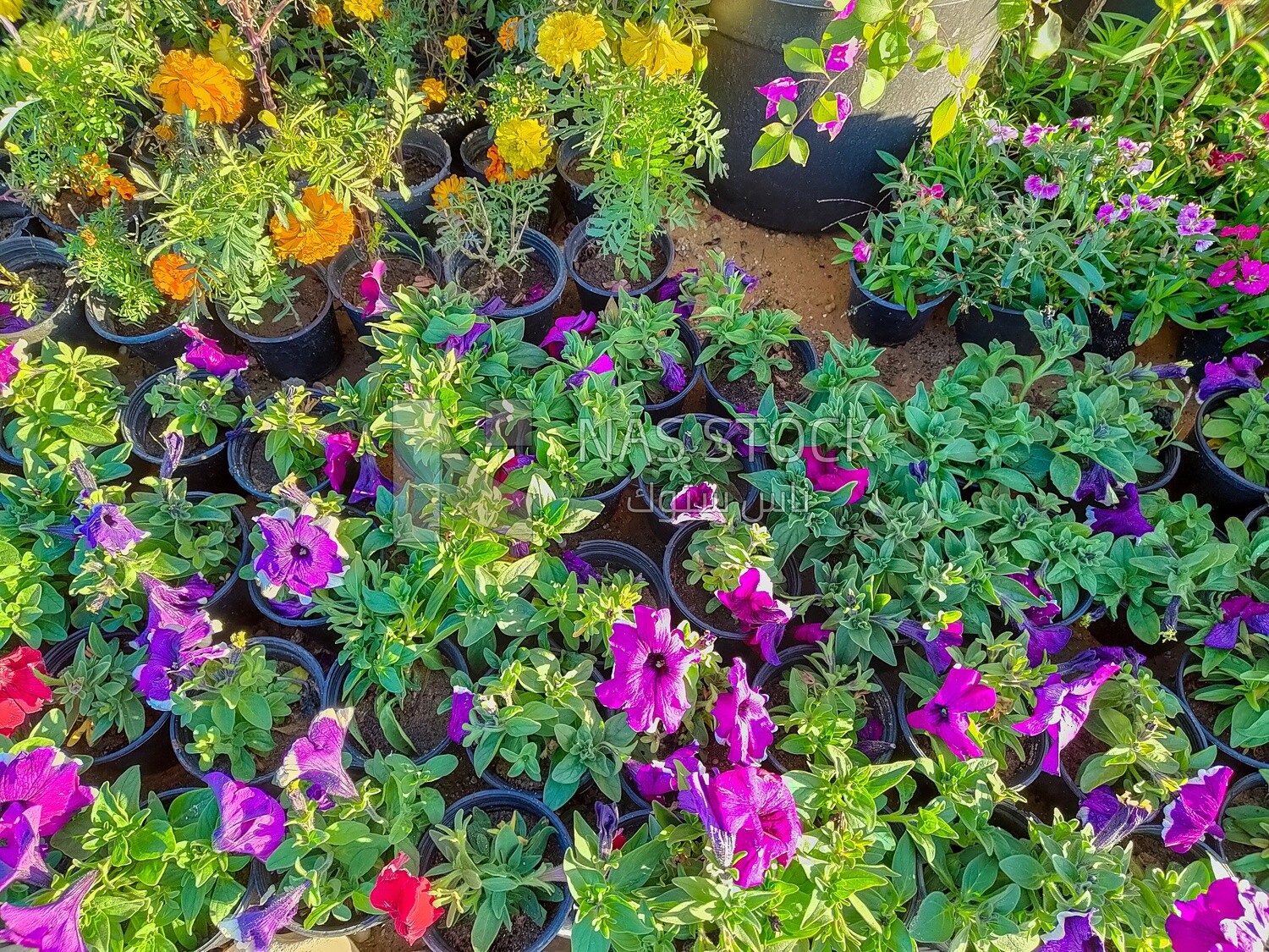 Planting pots inside a nursery