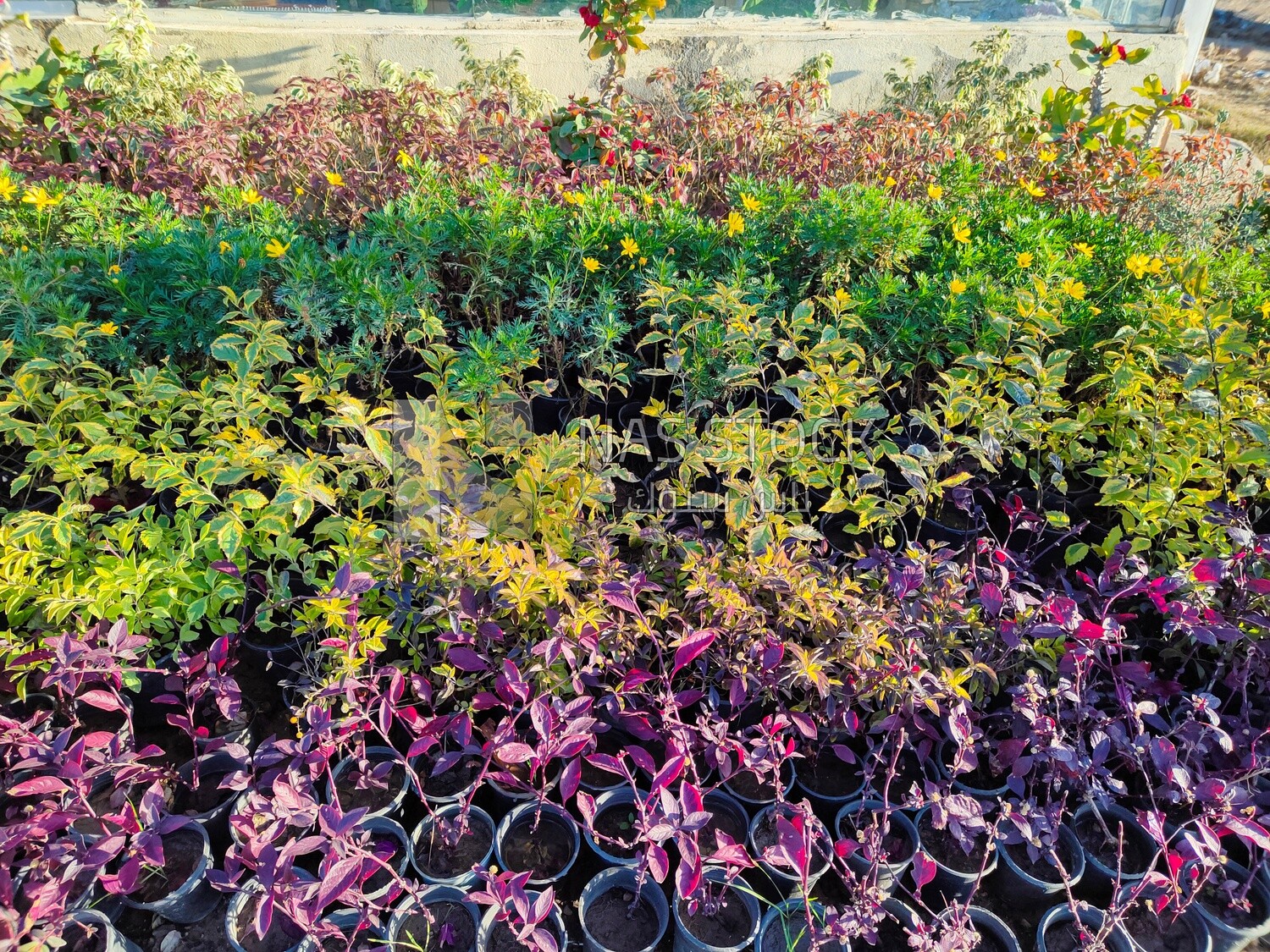 Planting pots inside a nursery