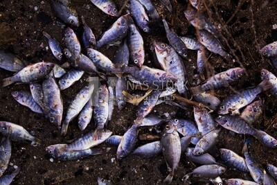 Group of fresh fish on the beach of El burlos