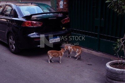 Two cats arguing behind a car in a street in Zamalek, Cairo