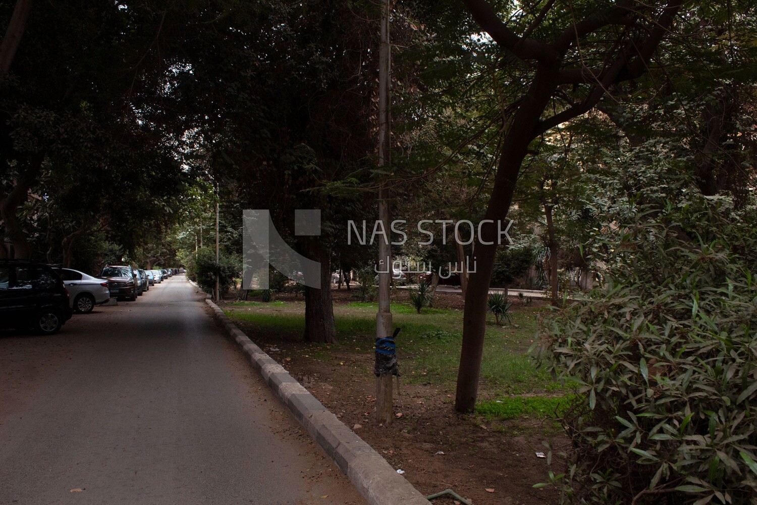 Picture showing a small garden in one of the streets of Cairo